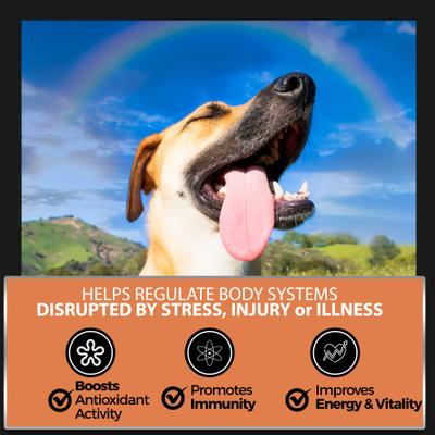 Show full view: Pet Chef Premium 7 Mushrooms Blend Turkey Tail, Maitake, Lion's Mane & More Detox Roasted Peanut, Milk Thistle & Ginger Root Flavored Soft Chew Immune Support Supplement for Dogs, 10-oz jar, 140 count slide 5 of 9