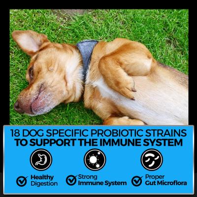 Show full view: Pet Chef Cannine Probiotics & Prebiotics Peanut Butter Flavored Digestion Gut Health Supplement for Dogs, 10-oz jar slide 5 of 11