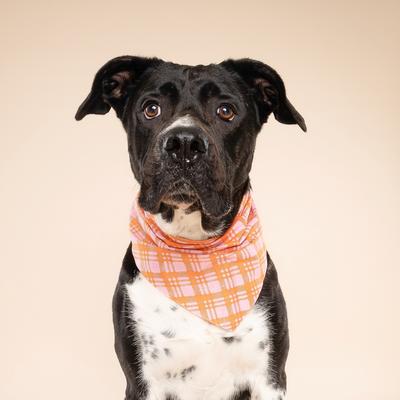 Show full view: The Paws Stevie Dog Bandana, Orange, Large slide 4 of 6