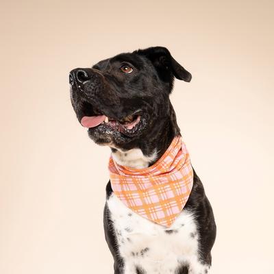 Show full view: The Paws Stevie Dog Bandana, Orange, Large slide 2 of 6