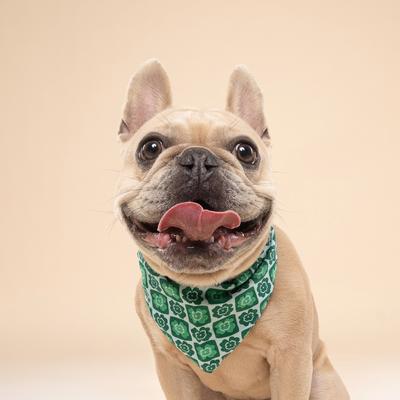 Show full view: The Paws Shamrock Dog Bandana, Green, Large slide 2 of 6