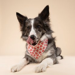 The Paws Valentine's Day Lover Dog Bandana, Pink, Medium slide 2 of 6