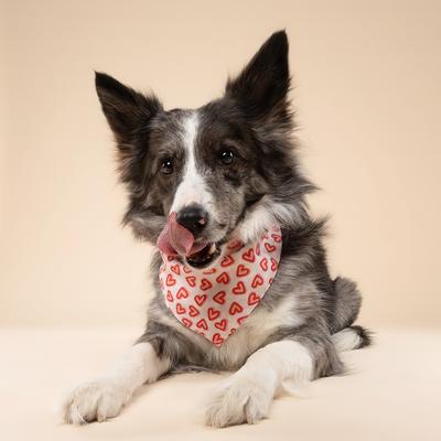 Show full view: The Paws Valentine's Day Lover Dog Bandana, Pink, Medium slide 4 of 6