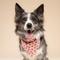 Show in main carousel: The Paws Valentine's Day Lover Dog Bandana, Pink, Medium slide 2 of 6