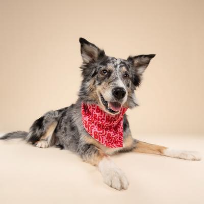 Show full view: The Paws Valentine's Day BFF Dog Bandana, Pink, Small slide 3 of 6