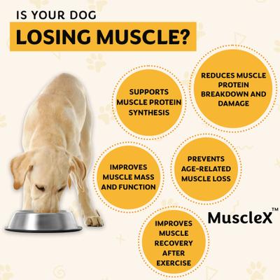 Show full view: MuscleX Canine Muscle Formula 500mg with CaHMB & Vitamin D3 Capsule Joint Supplement for Dogs & Cats, 90 count slide 5 of 10