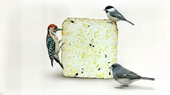 St. Albans Bay Suet Plus Woodpecker Suet Wild Bird Food, 3 count slide 2 of 5