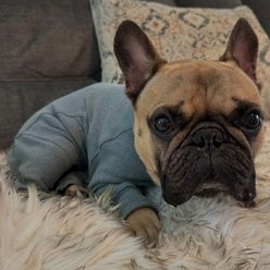 Pebot Gumdrop Fleece Onesie Dog & Cat Pajamas, Grey, 16