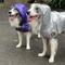 Show in main carousel: Pebot Alita Hooded Lightweight Waterproof Dog & Cat Rain Jacket, Purple Metallic, 10 slide 4 of 6