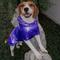 Show in main carousel: Pebot Alita Hooded Lightweight Waterproof Dog & Cat Rain Jacket, Purple Metallic, 10 slide 5 of 6