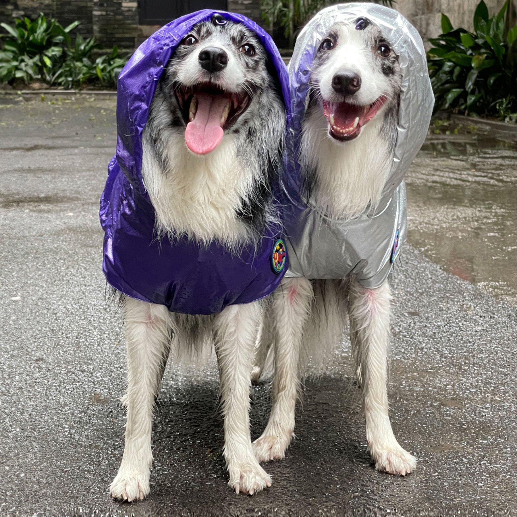 Pebot Alita Hooded Lightweight Waterproof Dog & Cat Rain Jacket, Purple Metallic, 10