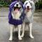 Show in main carousel: Pebot Alita Hooded Lightweight Waterproof Dog & Cat Rain Jacket, Purple Metallic, 10 slide 1 of 6