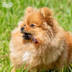 Liquid-Vet MAGIC-STIX Joints, Teeth & Fun in One Chicken Flavor Chew Supplement for Small Dogs, 30 count slide 2 of 8