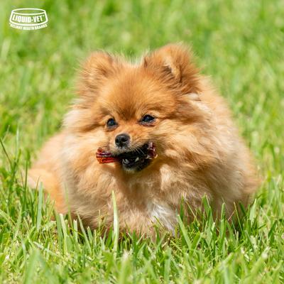 Show full view: Liquid-Vet MAGIC-STIX Skin, Teeth & Fun in One Chicken Flavor Chew Supplement for Small Dogs, 30 count slide 8 of 10