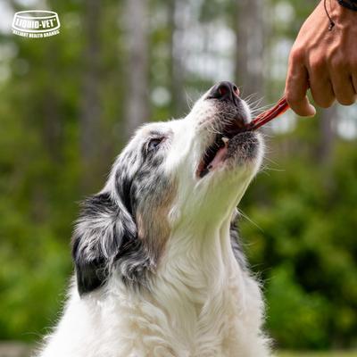 Show full view: Liquid-Vet MAGIC-STIX Joints, Teeth & Fun in One Chicken Flavor Chew Supplement for Medium & Large Dogs, 30 count slide 8 of 10