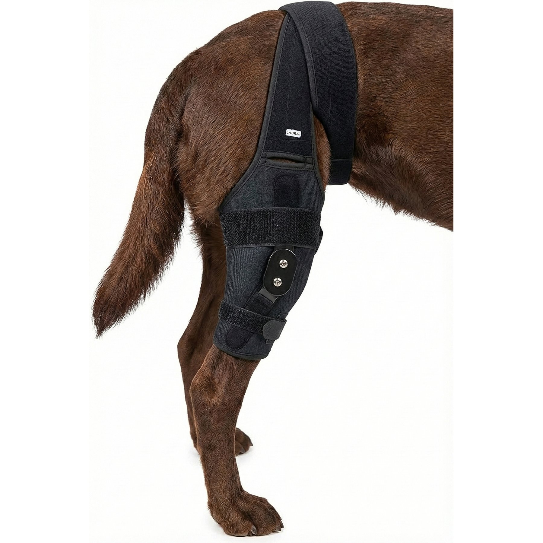 Labra ACL MCL Patella Injuries for Rear Right Knee Brace for Dogs, X-Small