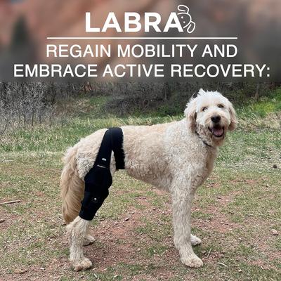 Show full view: Labra ACL MCL Patella Injuries Universal Fit Left Right Knee Brace for Dogs, X-Small slide 8 of 8