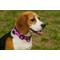Show in main carousel: Hamilton A Day Together Ribbon Overlay Nylon Standard Dog Collar, Purple Triangle, Small/Medium: 12 to 18-in neck, 5/8-in wide slide 5 of 6