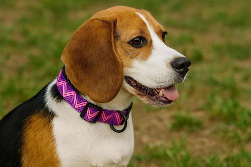 Show full view: Hamilton A Day Together Ribbon Overlay Nylon Standard Dog Collar, Purple Triangle, Small/Medium: 12 to 18-in neck, 5/8-in wide slide 5 of 6