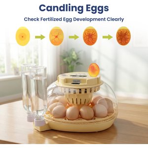 PawsPik Automatic 12 Egg Smart Incubator, Small