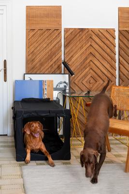 Show full view: Noah & Paw Collapsible Soft-Sided Dog Crate, Black, 36-in slide 3 of 9