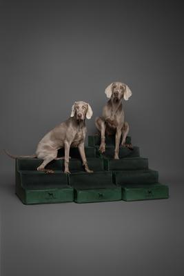 Show full view: Noah & Paw Machine Washable Faux Leather 5 Step Dog Stairs, Dark Green slide 7 of 9