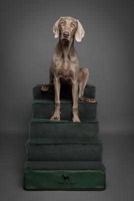 Show full view: Noah & Paw Machine Washable Faux Leather 5 Step Dog Stairs, Dark Green slide 6 of 9