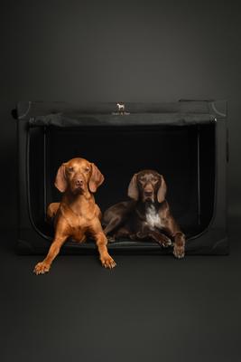 Show full view: Noah & Paw Collapsible Soft-Sided Dog Crate, Black, 42-in slide 8 of 9