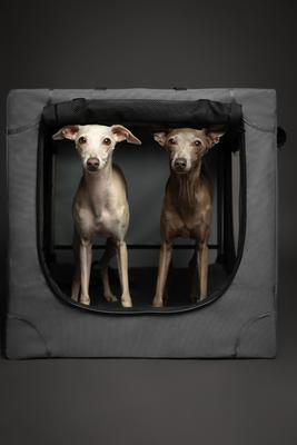 Show full view: Noah & Paw Collapsible Soft-Sided Dog Crate, Grey, 30-in slide 8 of 9