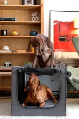 Show full view: Noah & Paw Collapsible Soft-Sided Dog Crate, Grey, 36-in slide 2 of 9