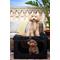 Show in main carousel: Noah & Paw Collapsible Soft-Sided Dog Crate, Black, 26-in slide 4 of 10