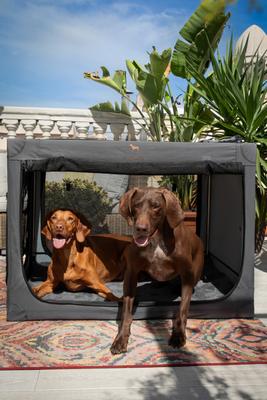 Show full view: Noah & Paw Collapsible Soft-Sided Dog Crate, Grey, 36-in slide 3 of 9