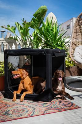 Show full view: Noah & Paw Collapsible Soft-Sided Dog Crate, Black, 42-in slide 3 of 9