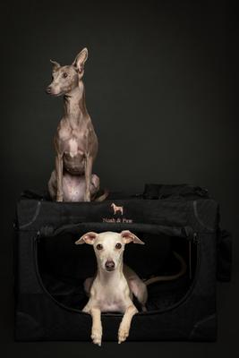 Show full view: Noah & Paw Collapsible Soft-Sided Dog Crate, Black, 26-in slide 9 of 10