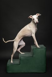 Noah & Paw Machine Washable Faux Leather 3 Step Dog Stairs, Dark Green slide 2 of 9