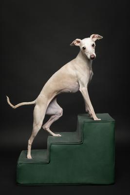 Show full view: Noah & Paw Machine Washable Faux Leather 3 Step Dog Stairs, Dark Green slide 7 of 9