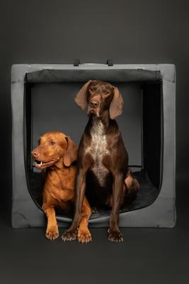 Show full view: Noah & Paw Collapsible Soft-Sided Dog Crate, Grey, 42-in slide 10 of 10