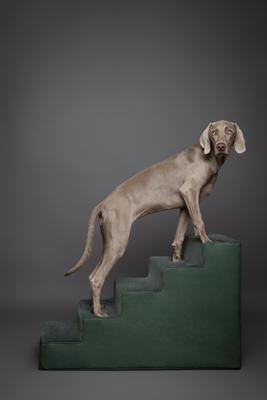 Noah & Paw 5 Step Leather Dog Stairs