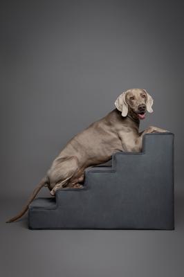 Show full view: Noah & Paw Machine Washable Faux Leather 5 Step Dog Stairs, Black slide 6 of 9