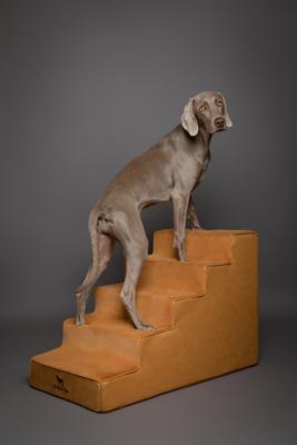 Show full view: Noah & Paw Machine Washable Faux Leather 5 Step Dog Stairs, Camel slide 5 of 9