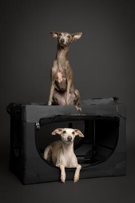 Show full view: Noah & Paw Collapsible Soft-Sided Dog Crate, Grey, 26-in slide 8 of 9