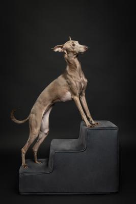 Show full view: Noah & Paw Machine Washable Faux Leather 3 Step Dog Stairs, Black slide 7 of 10