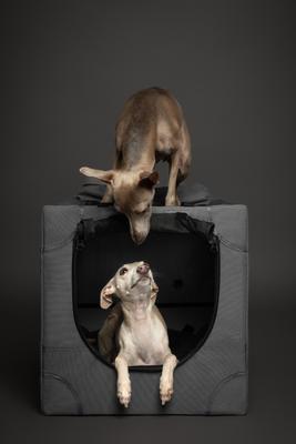 Show full view: Noah & Paw Collapsible Soft-Sided Dog Crate, Grey, 26-in slide 9 of 9