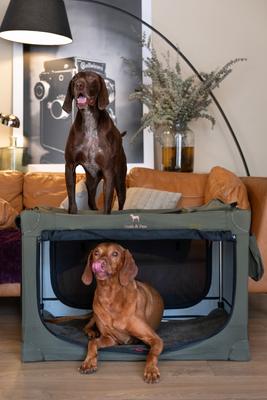 Show full view: Noah & Paw Collapsible Soft-Sided Dog Crate, Green, 36-in slide 2 of 9