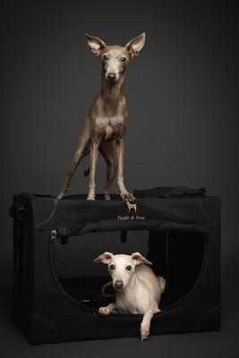 Show full view: Noah & Paw Collapsible Soft-Sided Dog Crate, Black, 26-in slide 10 of 10