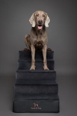 Show full view: Noah & Paw Machine Washable Faux Leather 5 Step Dog Stairs, Black slide 4 of 9