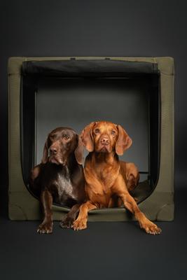 Show full view: Noah & Paw Collapsible Soft-Sided Dog Crate, Green, 36-in slide 9 of 9