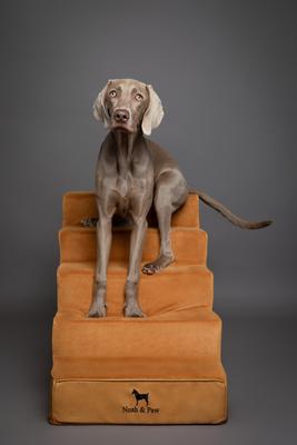 Show full view: Noah & Paw Machine Washable Faux Leather 5 Step Dog Stairs, Camel slide 7 of 9