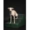 Show in main carousel: Noah & Paw Machine Washable Faux Leather 3 Step Dog Stairs, Dark Green slide 6 of 9