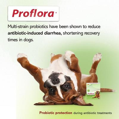 Show full view: Proflora Powder Digestive Supplement for Dogs, 30 servings slide 9 of 11